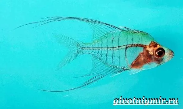 Стеклянный-окунь-рыба-Образ-жизни-и-среда-обитания-стеклянного-окуня-5