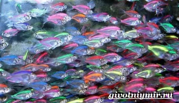 Стеклянный-окунь-рыба-Образ-жизни-и-среда-обитания-стеклянного-окуня-8