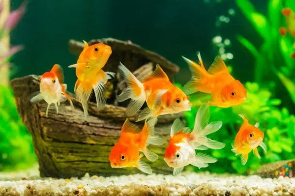 Видовой аквариум с золотыми рыбками
