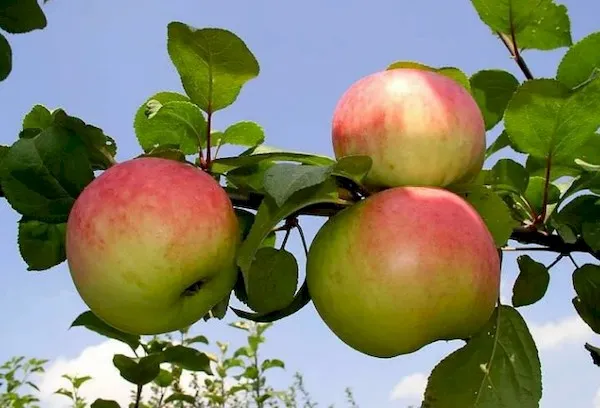 Ветка с плодами сорта яблони Память воину
