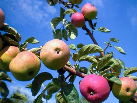 Ветка с плодами яблони Солнышко