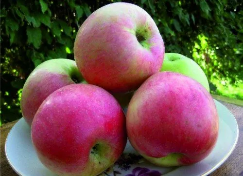 Плоды яблони Солнышко