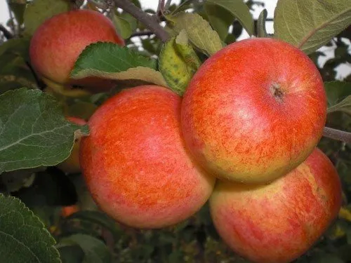 Плоды яблони Солнышко