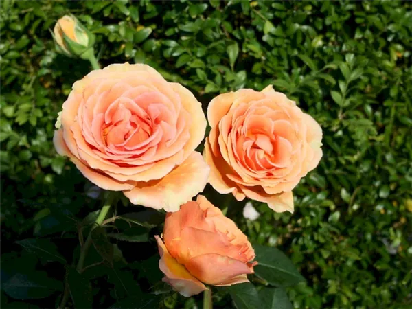 Цветы розы Ашрам