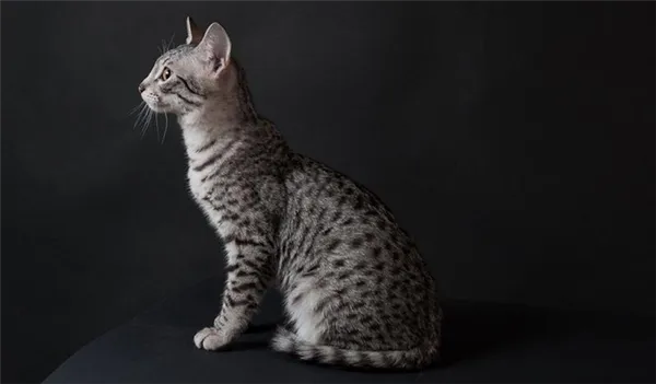 Фото кошки породы Египетский мау