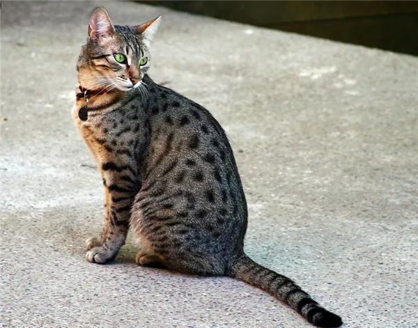 кошка египетская мау фото