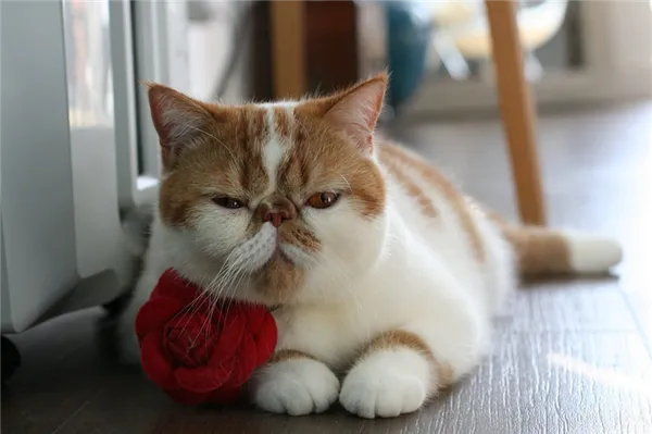 экзотическая кошка с бело-рыжими пятнами