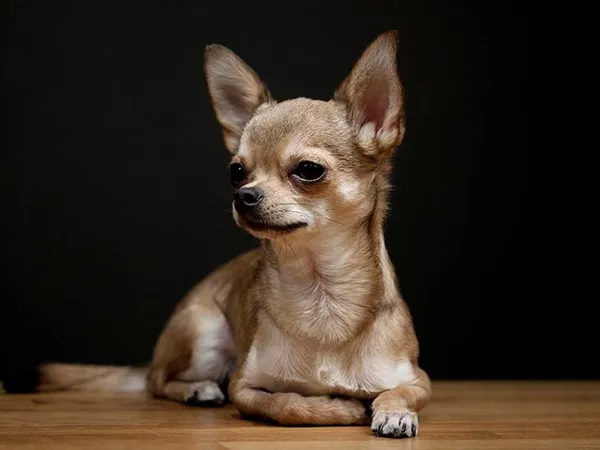 Фото взрослой собаки чихуахуа