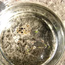Через две недели в воде у семян павловнии начнут появляться маленькие белые «хвостики», это зачатки корешков