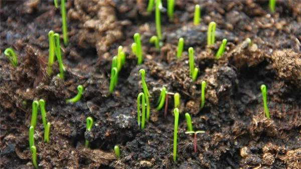 Пошаговое руководство по выращиванию лука порея из семян для начинающих дачников