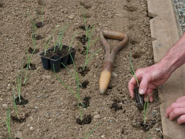 Пошаговое руководство по выращиванию лука порея из семян для начинающих дачников. Лук порей выращивание из семян. 9