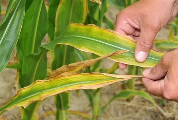 Признаки минерального голодания кукурузы