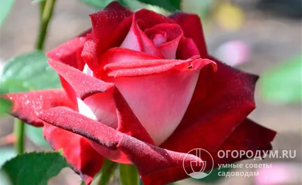 Как истинная голландская роза Luxor превосходно подходит для срезки – бутоны сохраняют идеальную форму, свежесть и яркость красок до 14-18 дней