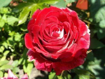 Чем выделяется чайно-гибридная роза Люксор: описание и агротехника. Роза люксор фото. 6