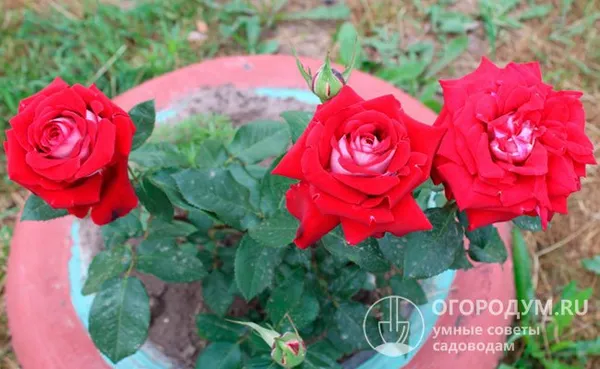 Чем выделяется чайно-гибридная роза Люксор: описание и агротехника. Роза люксор фото. 5