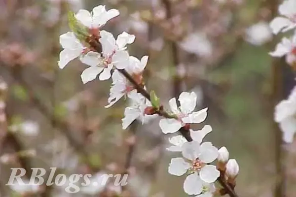 Цветущая ветка войлочной вишни