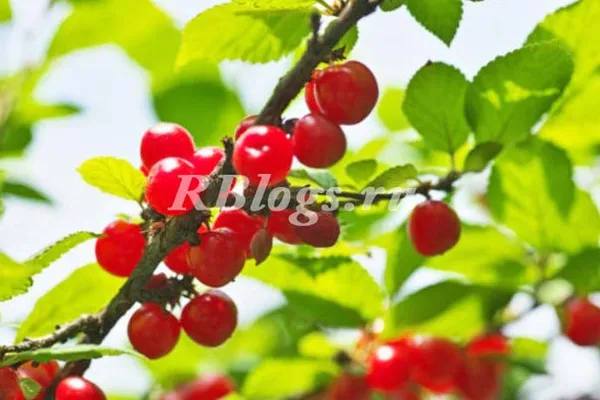 Вишня войлочная (Prunus tomentosa) – фото