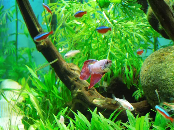 Петушок совместимость с другими рыбками: с кем уживаются, кого можно подселить (сомики, неоны) в аквариум, таблица