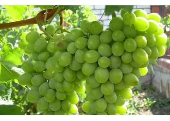 Виноград плодовый Мускат устойчивый