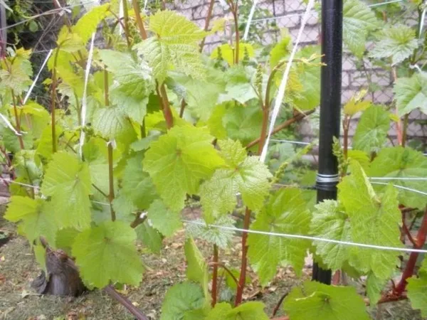 Листья у сорта винограда «Коринка русская» крупного размера, слегка опушены, с выраженным жилкованием и слабой степенью рассеченности
