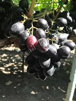 Сорт винограда Руслан фото