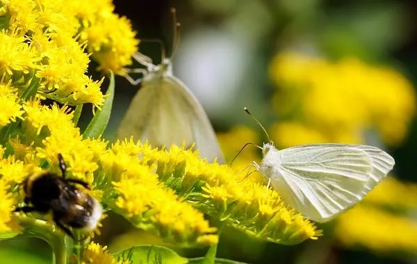Капустница-бабочка-насекомое-Описание-особенности-виды-и-фото-капустницы-11