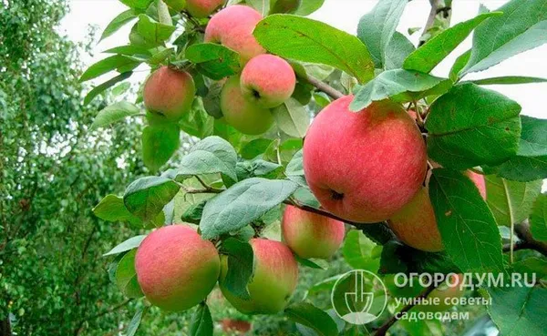 Яблоки в процессе созревания не осыпаются с ветвей и прочно висят на них до уборки, несмотря на крупный размер и вес