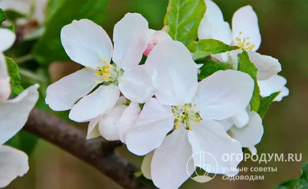 Период цветения яблони приходится на май. Цветки белого цвета, крупные (до трех сантиметров в диаметре) собраны в ароматные пышные соцветия, привлекающие пчел