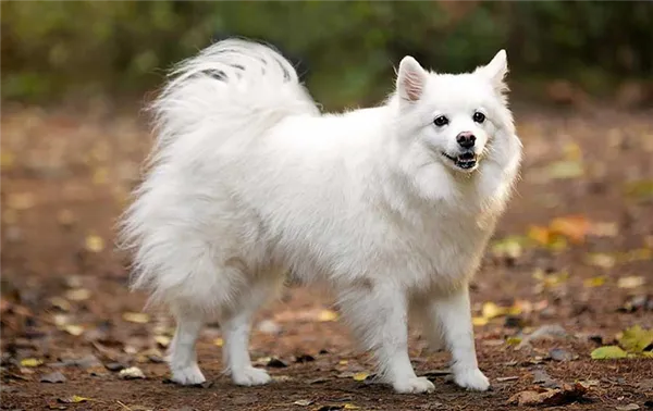 Порода собаки Американская эскимосская собака