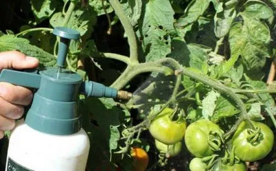 Хотите больше томатов на кустах? Читайте, чем подкормить помидоры для завязи