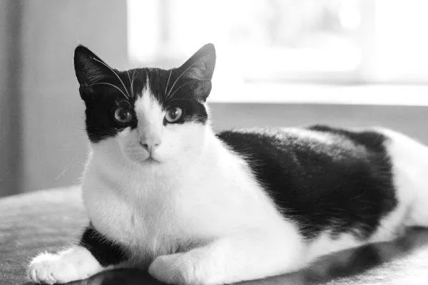 Типы черно-белых окрасов котов