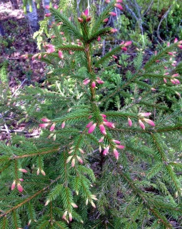 Ель обыкновенная «Смальтрон» (Picea abies 