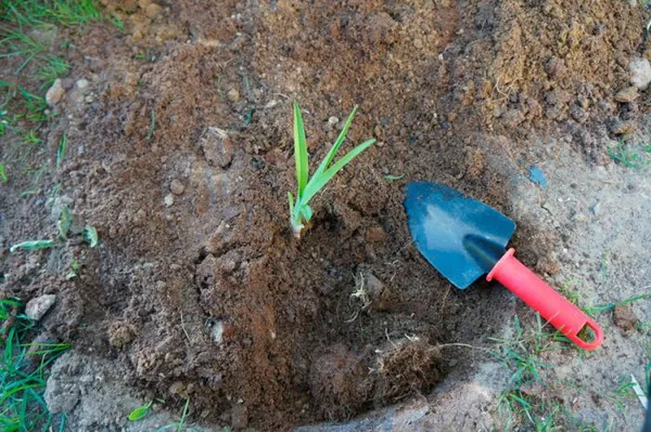 Как правильно посадить лилейник весной в грунт. Лилейники посадка и уход в открытом грунте. 4