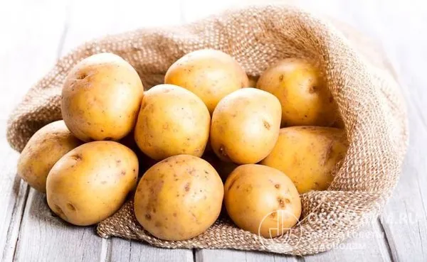 Клубни картофеля «Гала» (на фото) округло-овальной формы, с желтой кожурой и мелкими глазками