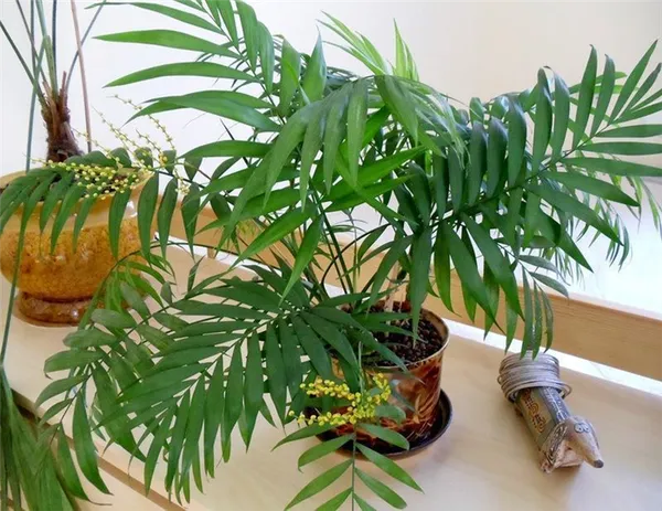 Комнатные растения, которые ошибочно считают пальмами. Кто есть кто на самом деле. Домашнее растение похожее на пальму. 2