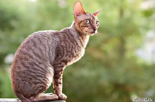 Корниш-рекс-кошка-описание-особенности-уход-и-цена-породы-4