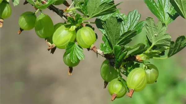 Крыжовник обыкновенный – это ягода или фрукт, как он выглядит, где растет и как называется по-другому