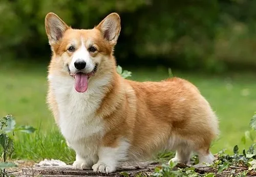 Самый улыбчивые собаки на свете: вельш-корги пемброк