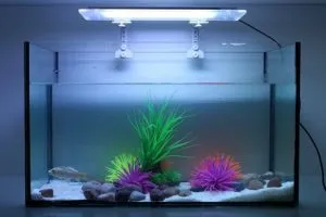 Нужен ли свет в аквариуме? Создаем идеальные условия для рыб и растений. Выключи свет в аквариуме. 2