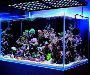 Нужен ли свет в аквариуме? Создаем идеальные условия для рыб и растений. Выключи свет в аквариуме. 3