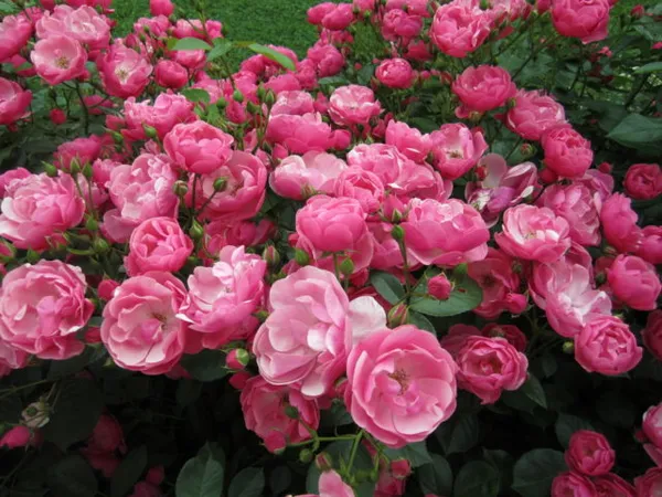 Парковые розы: фото с названиями, сорта, не требующие укрытия на зиму. Парковая роза фото. 2