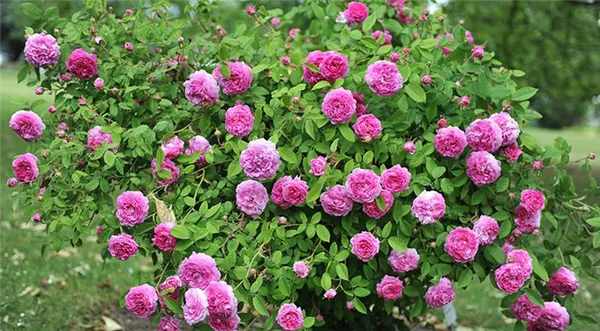Парковые розы: фото с названиями, сорта, не требующие укрытия на зиму. Парковая роза фото. 5