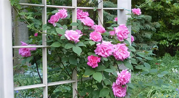 Парковые розы: фото с названиями, сорта, не требующие укрытия на зиму. Парковая роза фото. 4