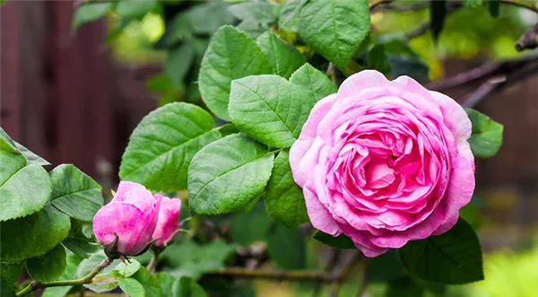 Парковые розы: фото с названиями, сорта, не требующие укрытия на зиму. Парковая роза фото. 7