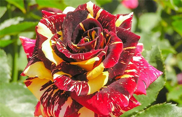 Роза без шипов — какие бывают, плетистые и другие виды. Роза без шипов. 8