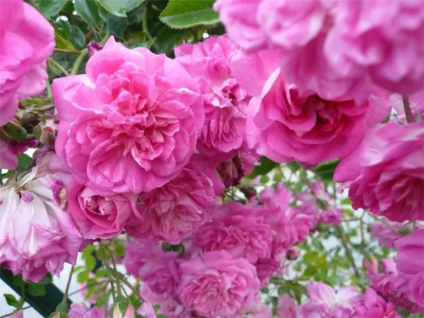 Роза без шипов — какие бывают, плетистые и другие виды. Роза без шипов. 4