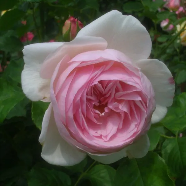 Роза без шипов — какие бывают, плетистые и другие виды. Роза без шипов. 7