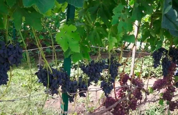 Сорт винограда Викинг — описание сорта, особенности посадки и выращивания. Виноград викинг описание сорта. 3