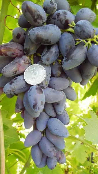 Сорт винограда Викинг — описание сорта, особенности посадки и выращивания. Виноград викинг описание сорта. 9