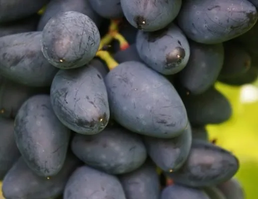 Внешний вид ягод винограда сорта Викинг